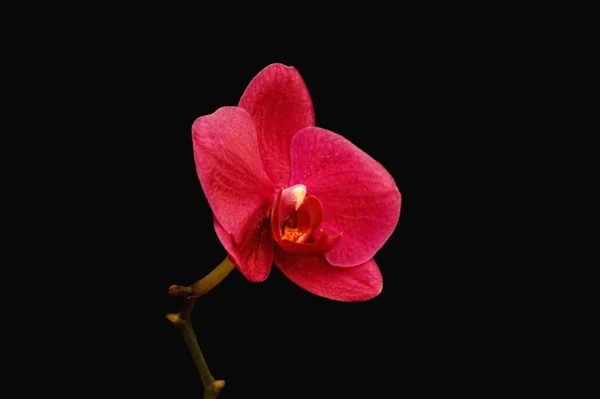 Orquídea roja sobre fondo negro Fotos de stock libres de derechos