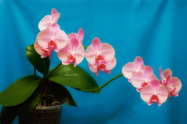Roze orchidee in een pot op een blauwe achtergrond Stockafbeelding