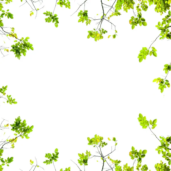 Свежие зеленые листья фона — стоковое фото