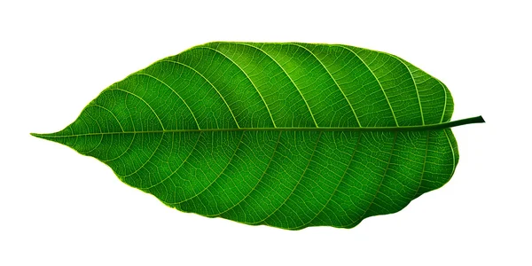Fresco verde foglie sfondo — Foto Stock