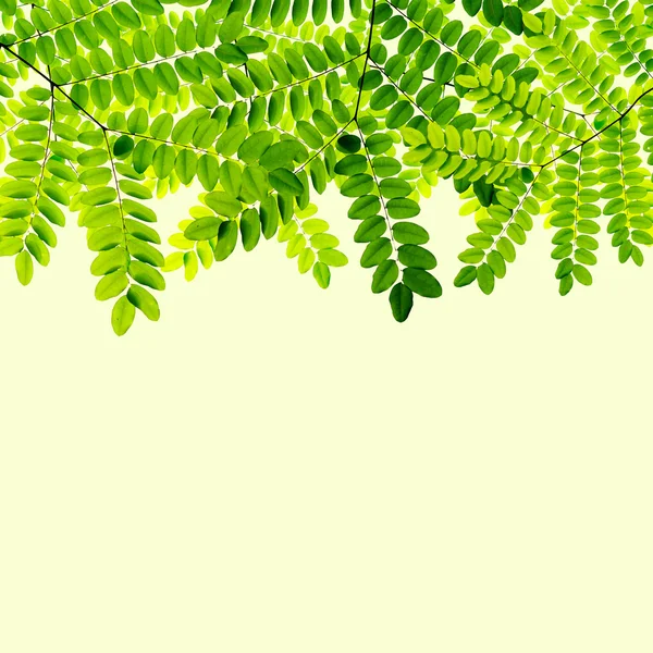 Taze yeşil yapraklar arka plan — Stok fotoğraf