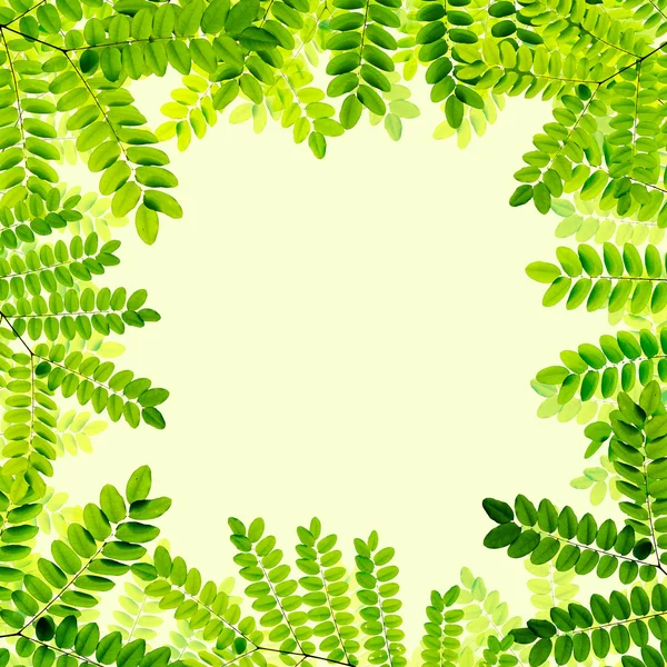 Fondo de hojas verdes frescas — Foto de Stock