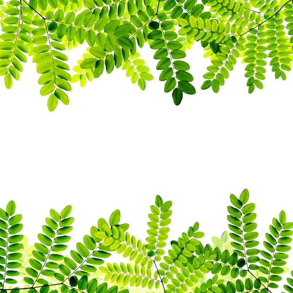 Fondo de hojas verdes frescas — Foto de Stock