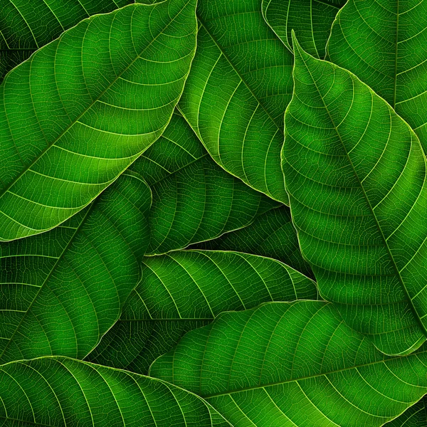 Fresh Green leaves background — Stock Photo, Image