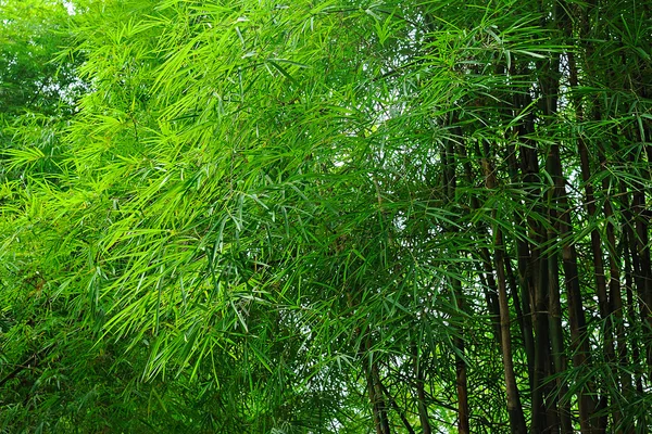 Forêt de bambous verts frais, fond — Photo