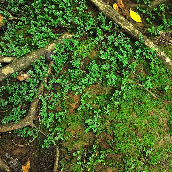 绿色的苔藓和植物背景 — 图库照片