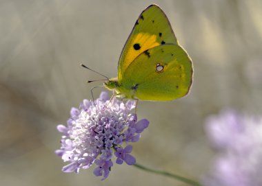 Colias Crocea clipart