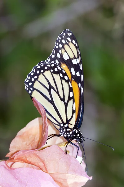 Monarchfalter (danaus plexippus)) — Stockfoto