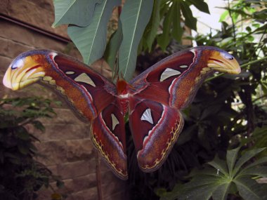 Attacus Atlas Moth clipart