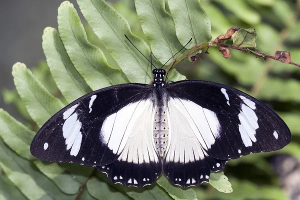 Memnon de Papilio — Foto de Stock