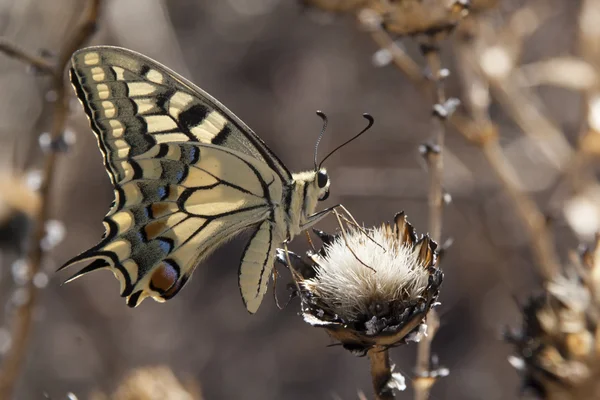 Papilio machaon —  Fotos de Stock