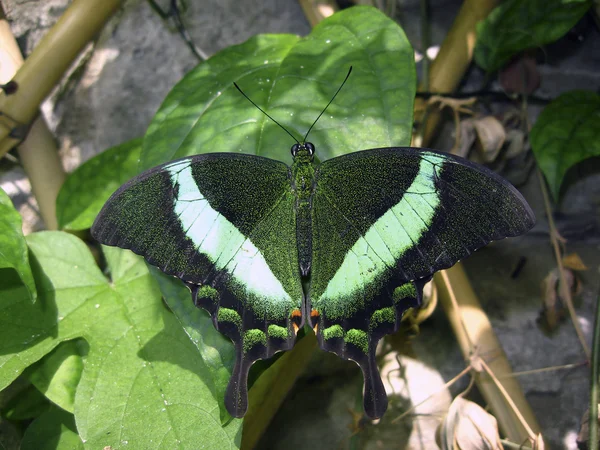 Emerald swallowtail — Stockfoto