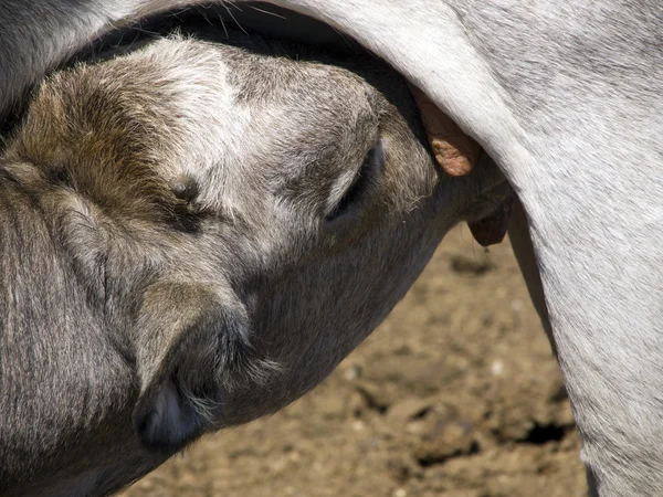 Feeding calf; partucular — Stock Photo, Image