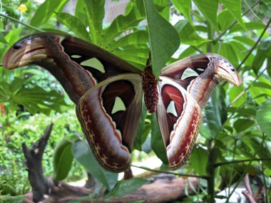 Attacus Atlas Moth clipart