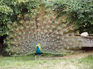 Peafowl clipart