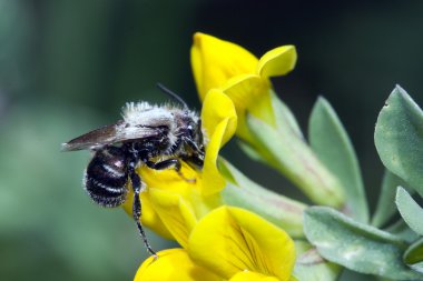 Apis Mellifica