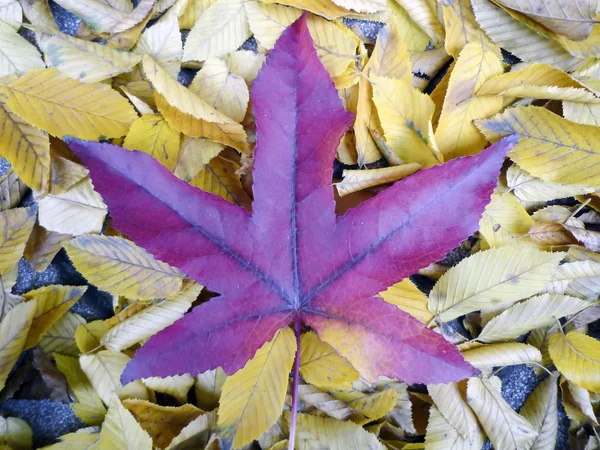 Jesień: liść — Zdjęcie stockowe