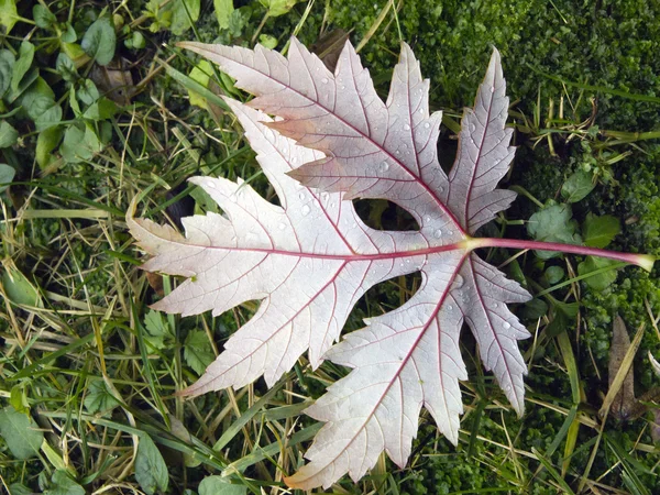 Осень: лист — стоковое фото