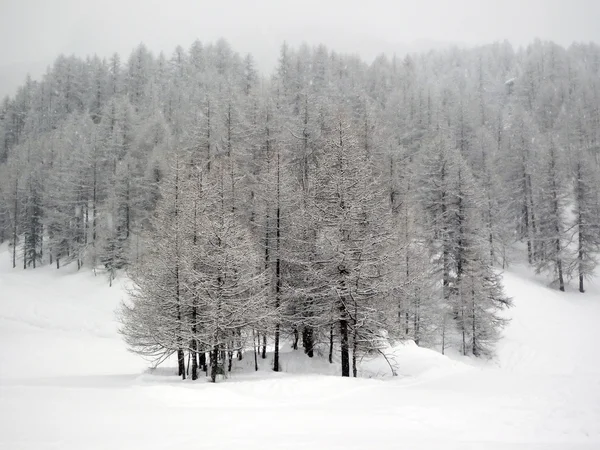 Vinter i pragelato — Stockfoto