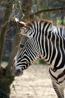 Zebra, paticular