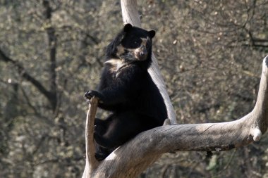 Andean bear clipart