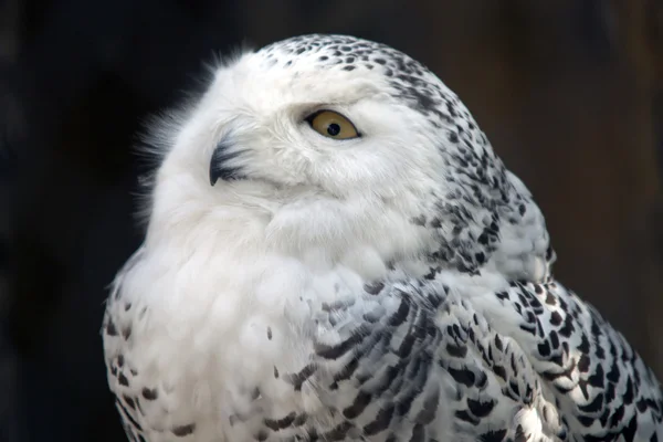 stock image Snowy Owl Particular