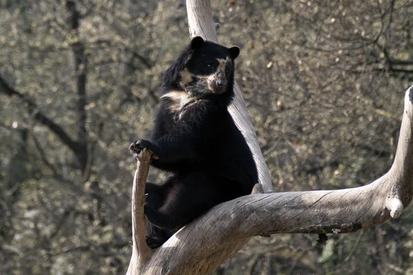 stock image Andean bear