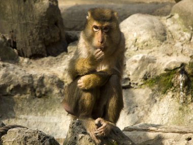 Macaque nemestrino clipart