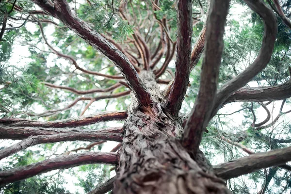 stock image Pine bottom view