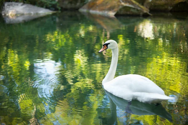 Krásná bílá labuť v jezeře — Stock fotografie
