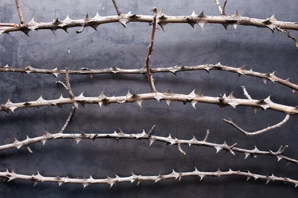 stock image Dry branches with thorn on metal texture background