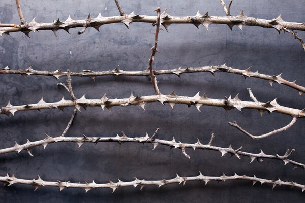 Dry branches with thorn on metal texture background
