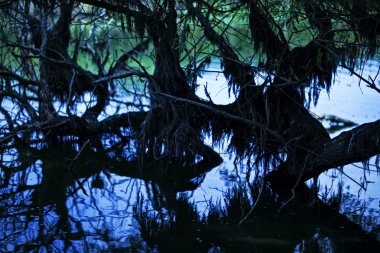 Abstract swamp trees clipart