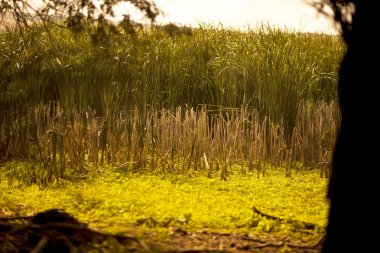 bulrush bataklık