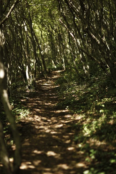 stock image Forrest path