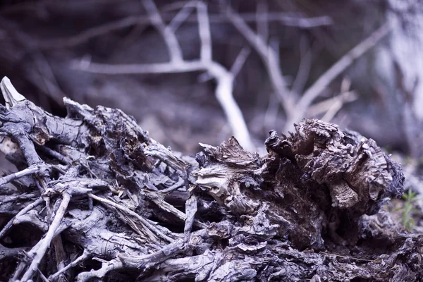 stock image Abstract tree bark