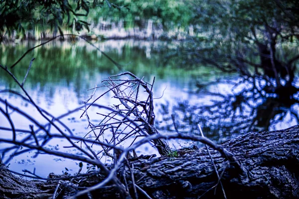 Casca de árvore seca — Fotografia de Stock