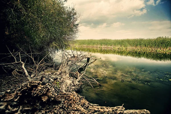 Nehir kıyısında devrilmiş bir ağaç — Stok fotoğraf
