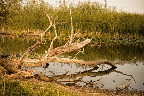 Padlý strom mrtvých na břehu řeky — Stock fotografie