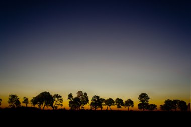 dusk içinde ağaçlar