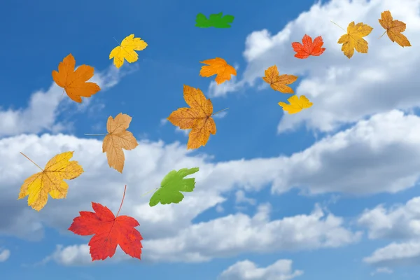 Spadające liście jesienią — Zdjęcie stockowe