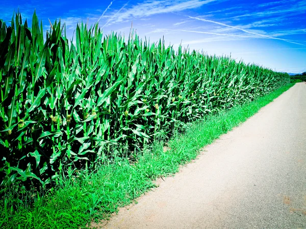 Caminho de milho e estrada rural — Fotografia de Stock