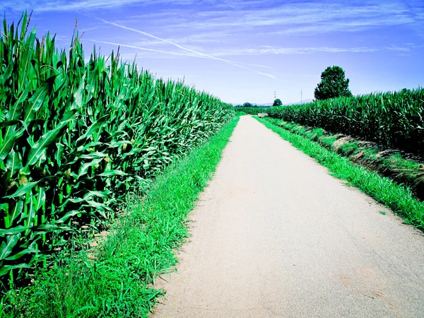 Kukuřičné pole a country road — Stockfoto