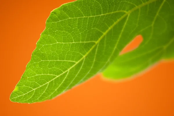 Leaf of fig tree — Stock Photo, Image