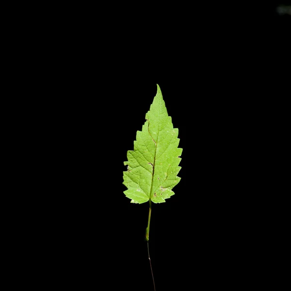 Uma folha — Fotografia de Stock