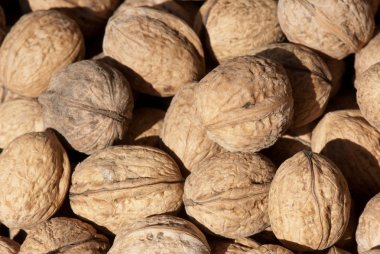 Walnuts clipart