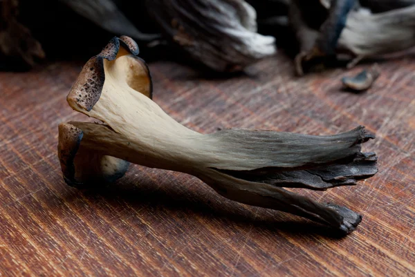 stock image Craterellus cornucopioides