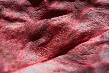 Sonbahar kırmızı Yaprağı