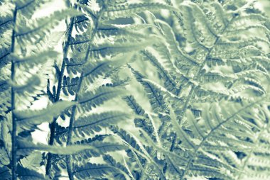 Some ferns clipart