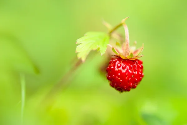 stock image Small wild strawberry